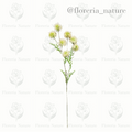 Complemento pelotitas (0785)