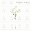Complemento pelotitas (0785)
