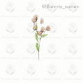 Complemento pelotitas (0785)