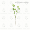 Complemento pelotitas (0785)
