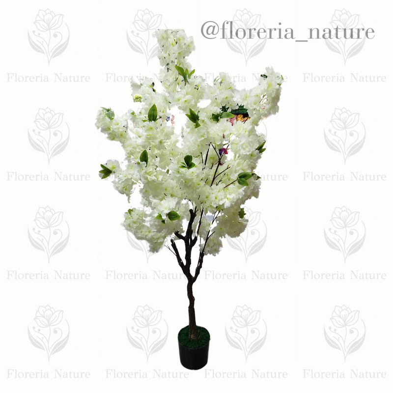 Planta Sakura 1.5 (0296-1)