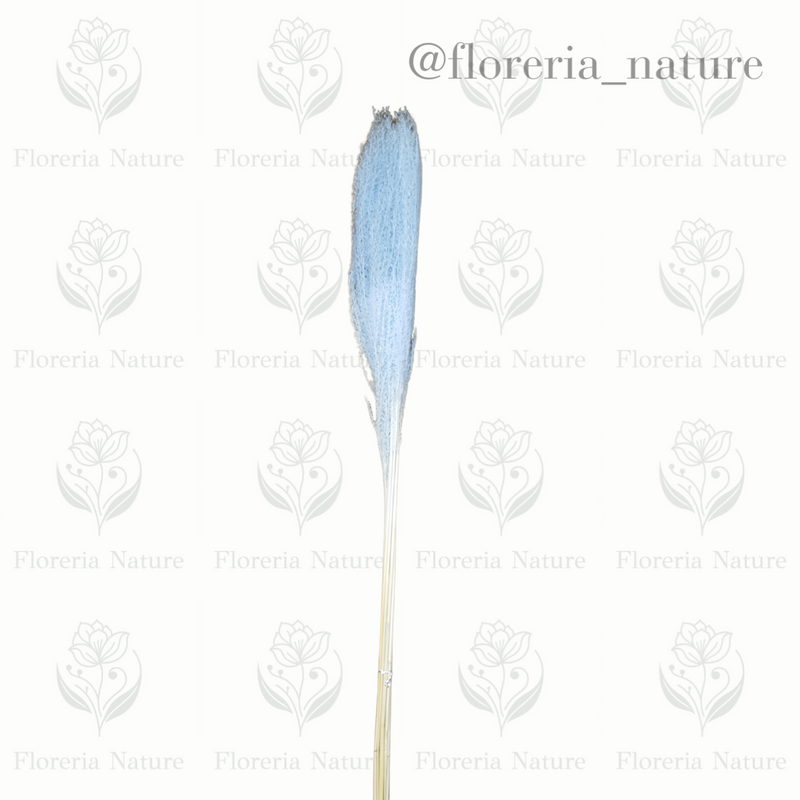 Pluma (0183-4)