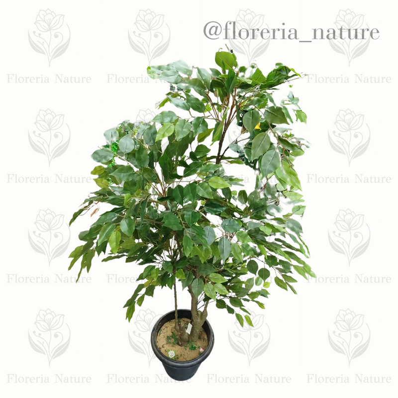 Planta Ficus (B299-3)