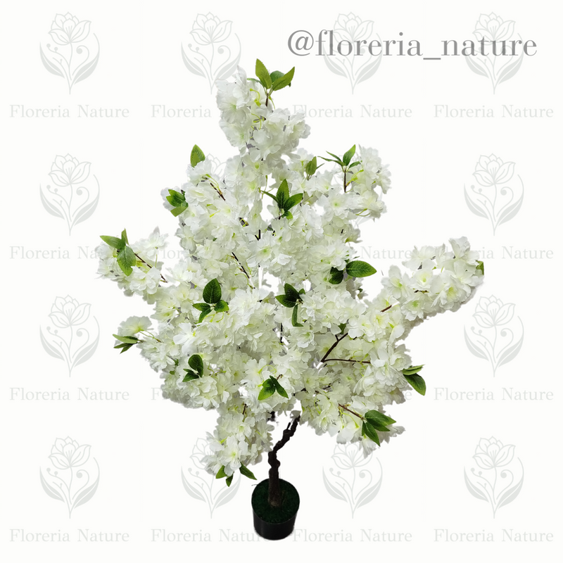 Planta Sakura 1.5 (0296-1)