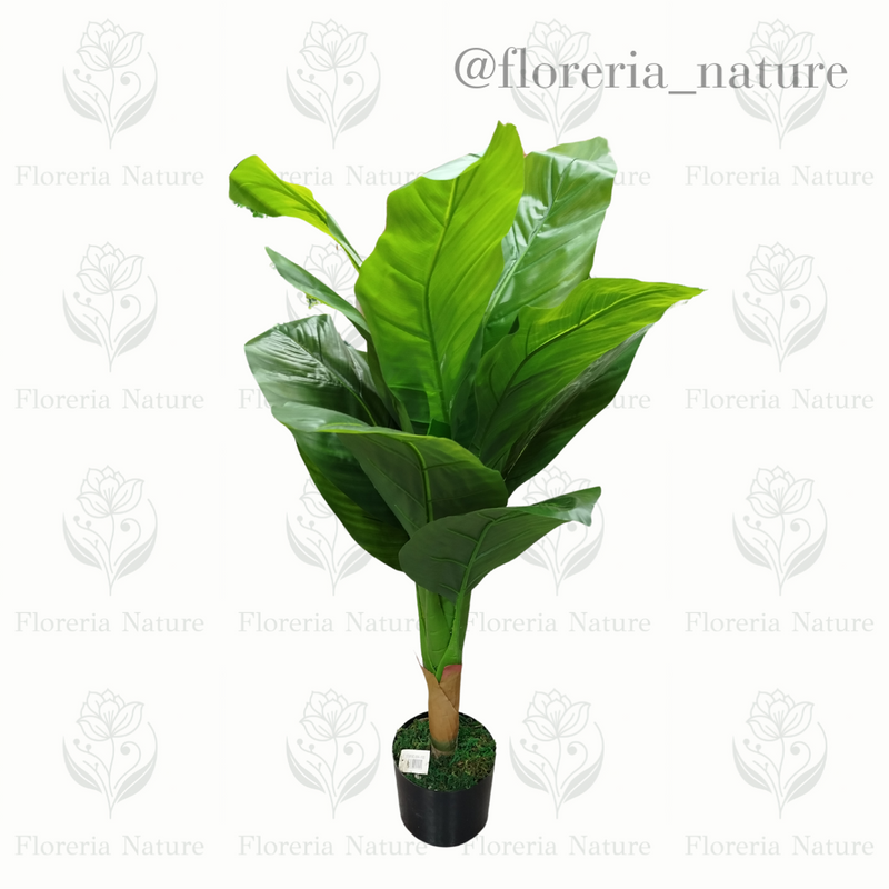 Planta (894-100)