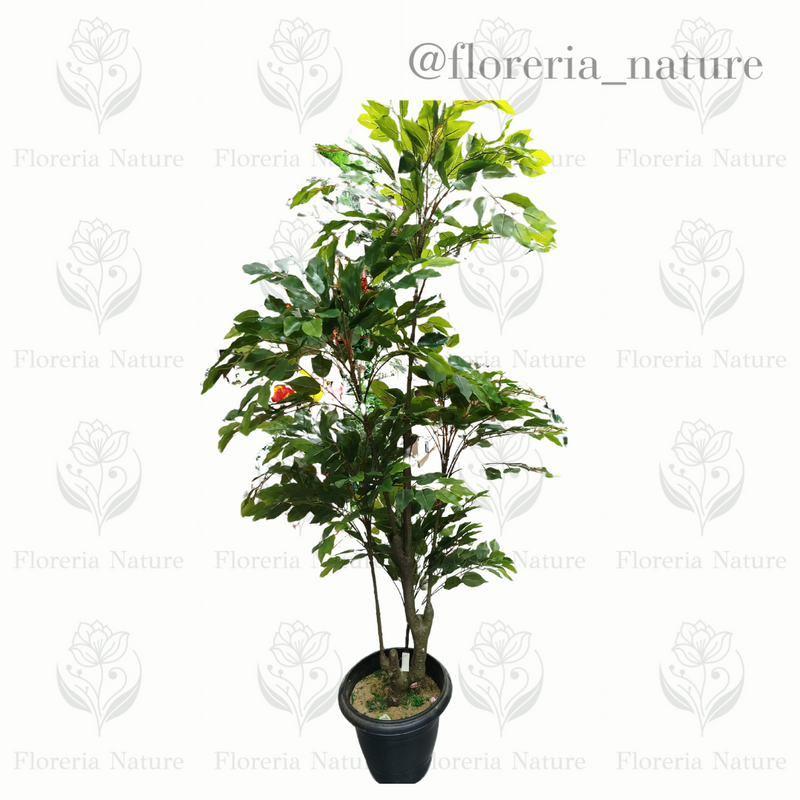 Planta Ficus (B299-3)