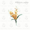 Orquidea Lluvia c/Hoja (9417)