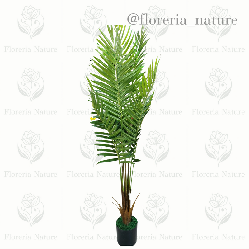 Planta Palmera Médio (B299-2)