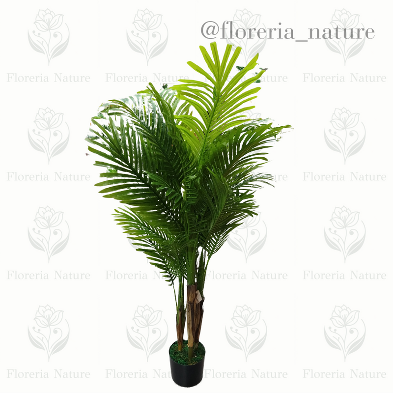 Planta Palmera M (1028-135)