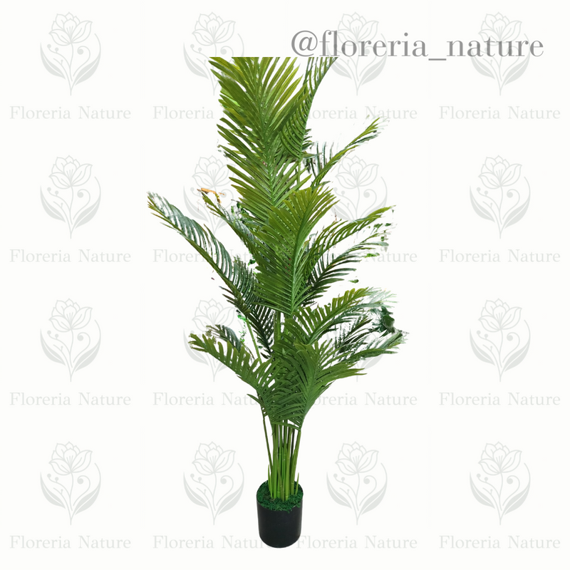 Planta Palmera G