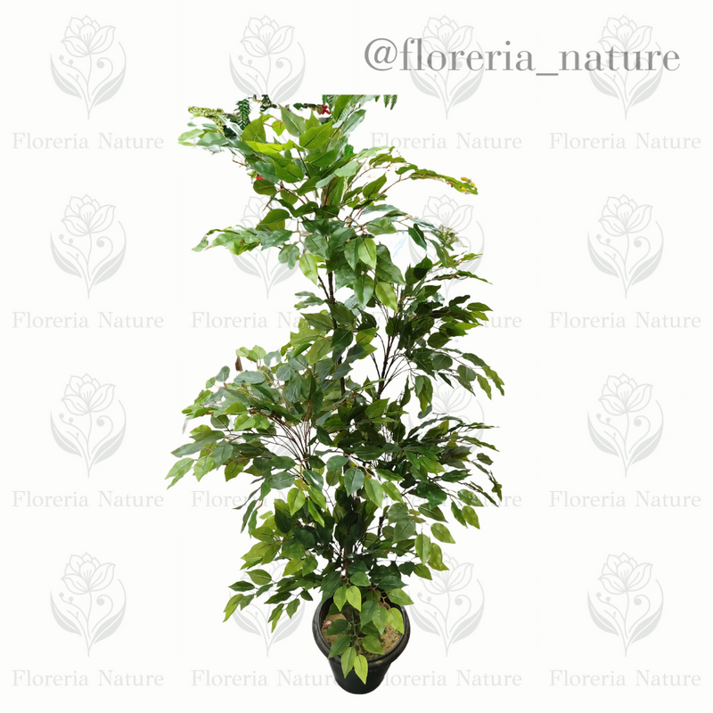 Planta Ficus (B299-3)