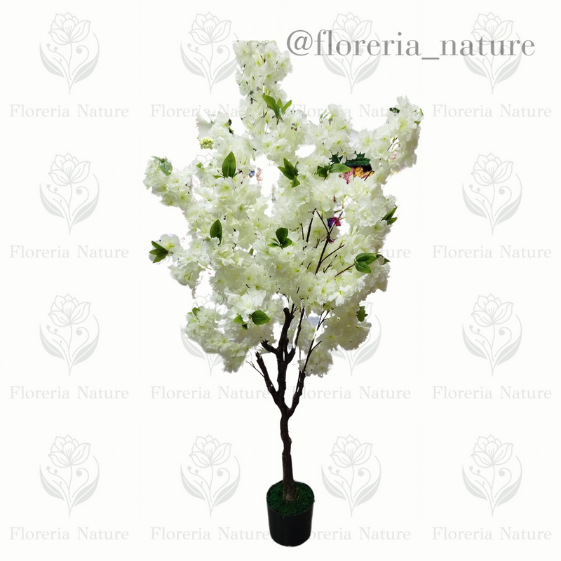 Planta Sakura 1.5 (0296-1)