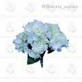 Hortensia c/6