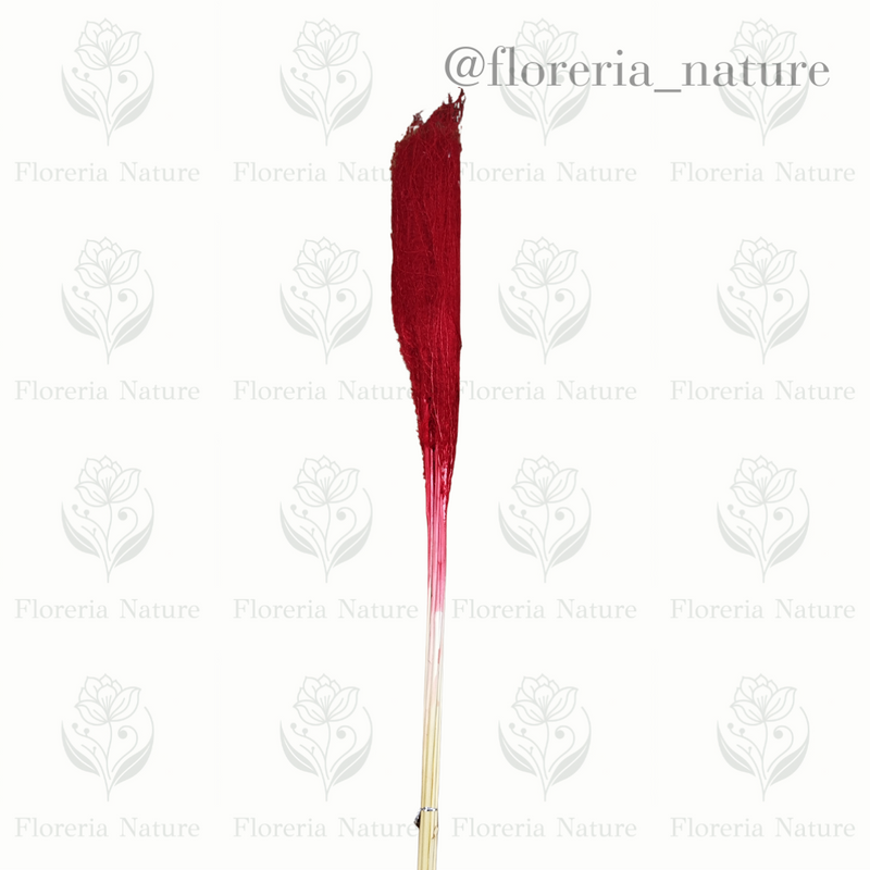 Pluma (0183-4)